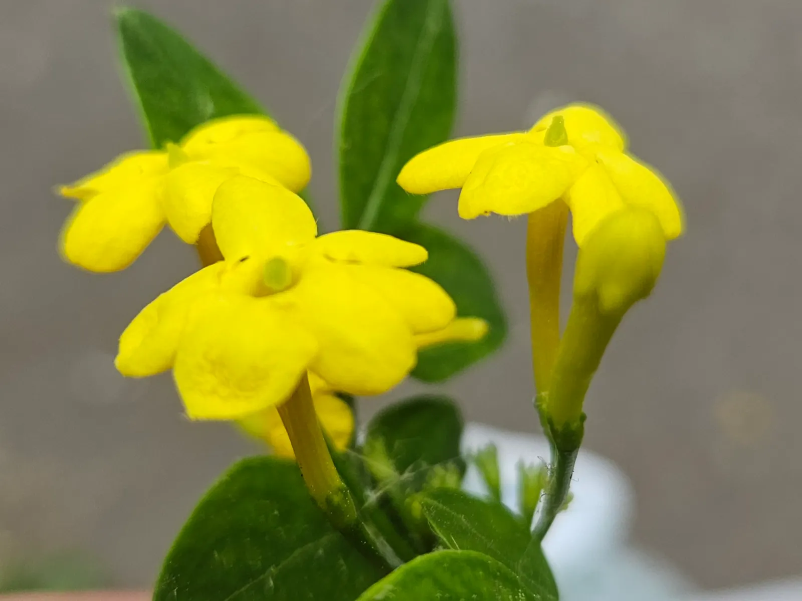 Italian Jasmine (Jasminum Humile) — charmed by arching branches bearing bright yellow blooms in late winter to early spring; this plant is particularly