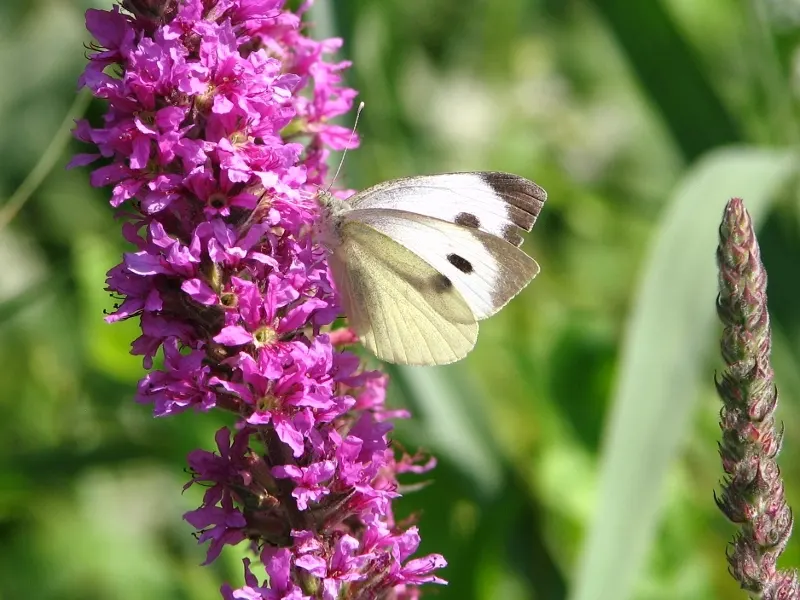 White Butterfly Flower (Gaura Lindheimeri 'Stratosphere White') — requiring minimal care beyond occasional deadheading to promote further, image 122