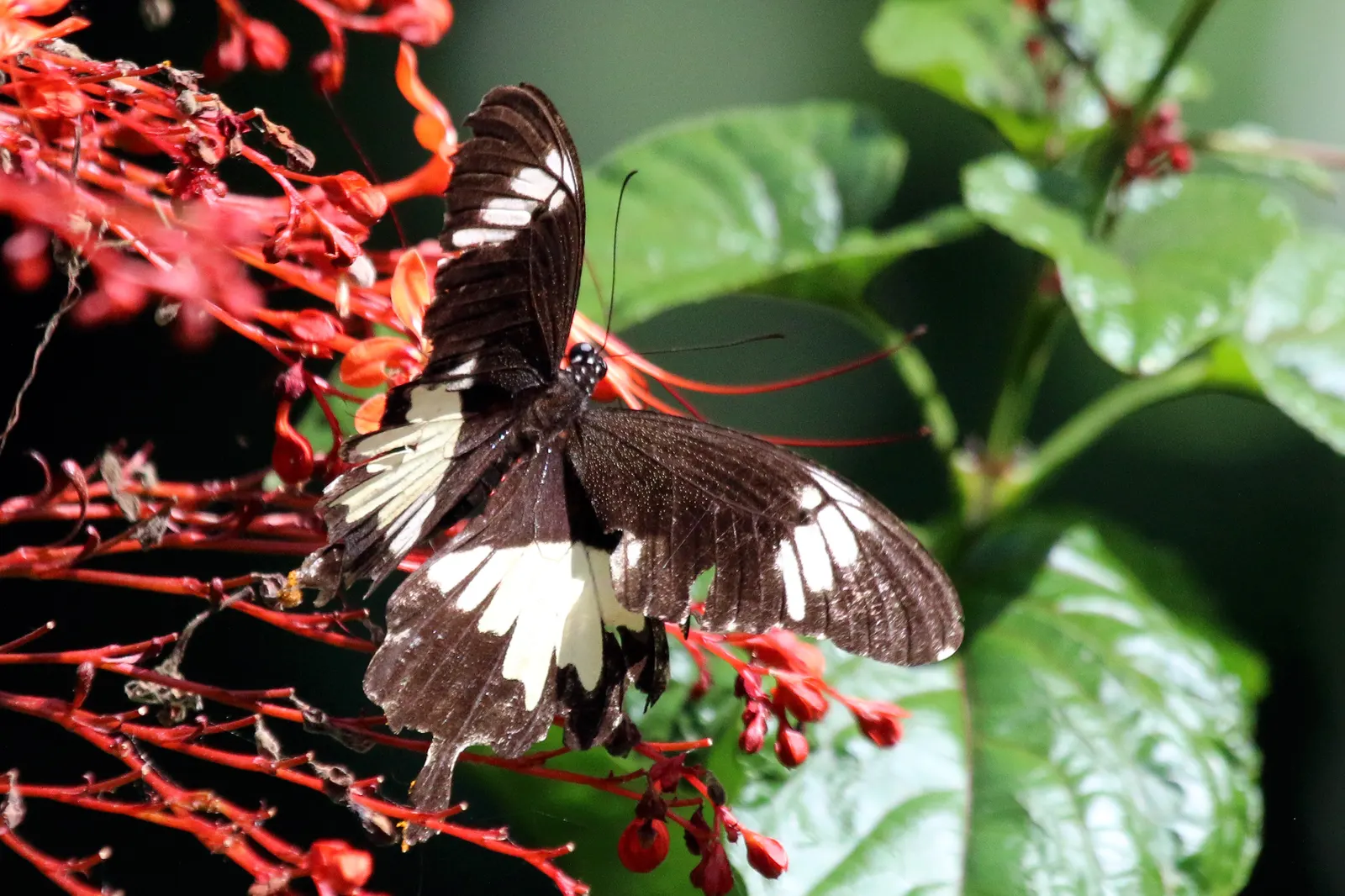 White Butterfly Flower (Gaura Lindheimeri 'Stratosphere White') — and consider pairing with contrasting colors and textures like purple coneflower, image 230