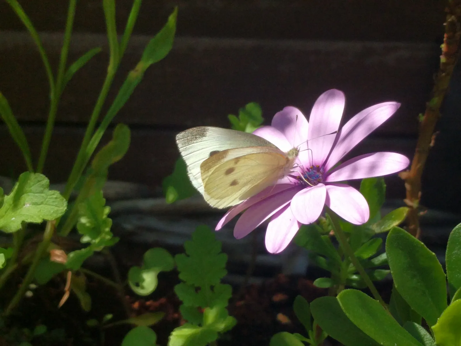 White Butterfly Flower (Gaura Lindheimeri 'Stratosphere White') — commonly known as White Butterfly Flower; full sun and well-draining soil are, image 209