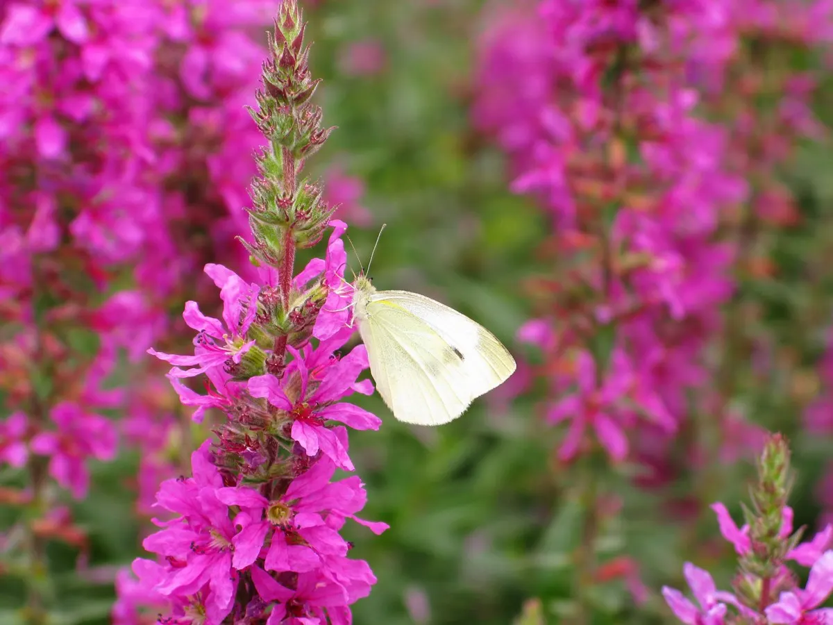 White Butterfly Flower (Gaura Lindheimeri 'Stratosphere White') — It prefers full sun but can tolerate partial shade, though the best blooming, image 144
