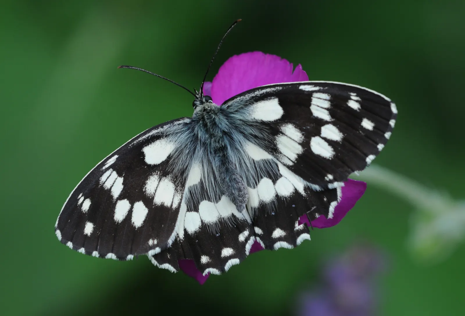 White Butterfly Flower (Gaura Lindheimeri 'Stratosphere White') — airy texture to any garden design; making it a sustainable choice for, image 162