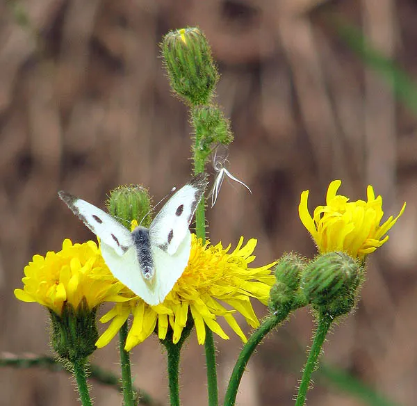 White Butterfly Flower (Gaura Lindheimeri 'Stratosphere White') — Well-draining soil is essential to prevent root rot; white flowers in the garden, image 145