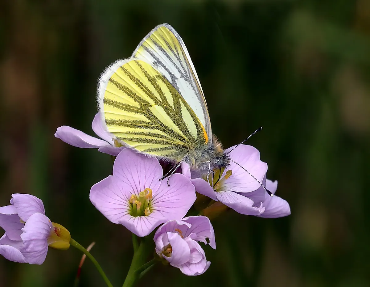 White Butterfly Flower (Gaura Lindheimeri 'Stratosphere White') — Its wispiness adds movement to the landscape, creating a dynamic and captivating, image 153