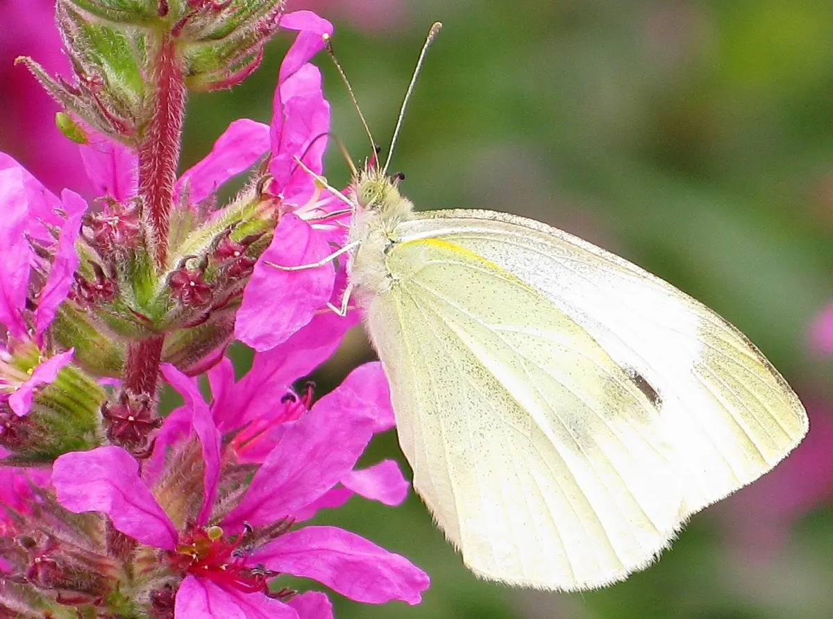 White Butterfly Flower (Gaura Lindheimeri 'Stratosphere White') — requiring minimal care beyond occasional deadheading to promote further, image 174