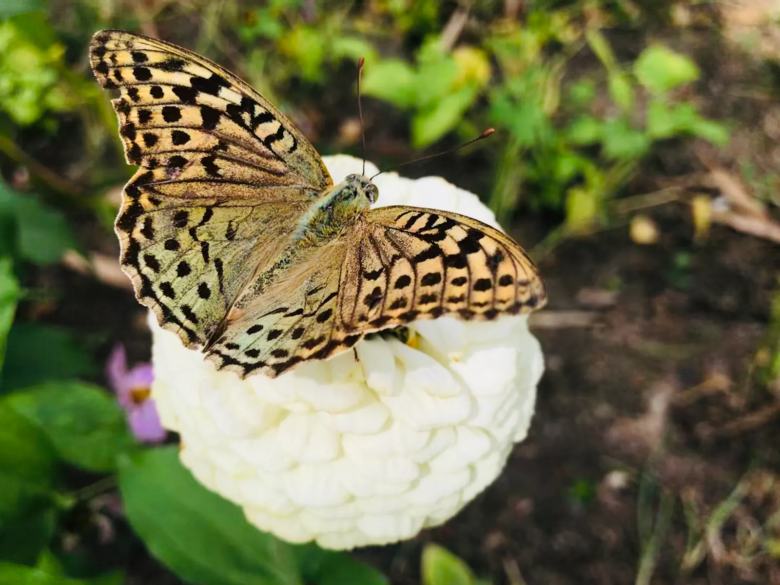 White Butterfly Flower (Gaura Lindheimeri 'Stratosphere White') — commonly referred to as the White Butterfly Flower; thereby supporting local, image 189