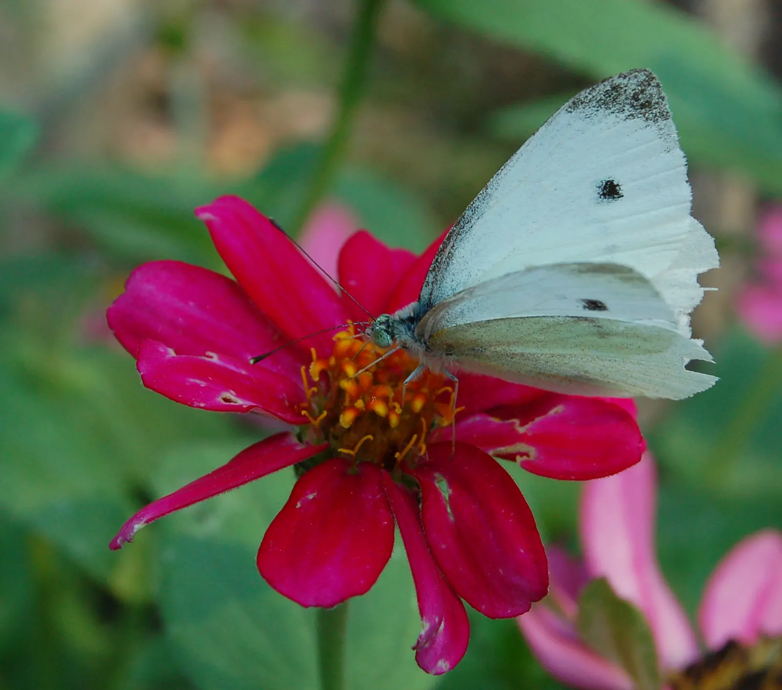 White Butterfly Flower (Gaura Lindheimeri 'Stratosphere White') — Full sun and well-draining soil are optimal; perennial with white blooms, image 160