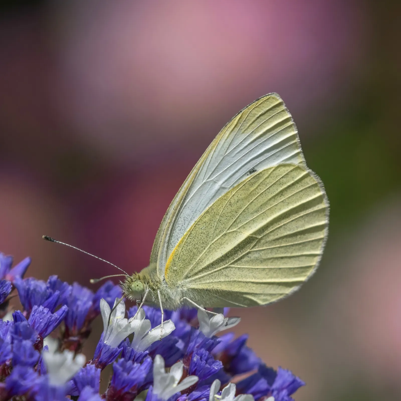 White Butterfly Flower (Gaura Lindheimeri 'Stratosphere White') — and consider pairing with contrasting colors and textures like purple coneflower, image 204