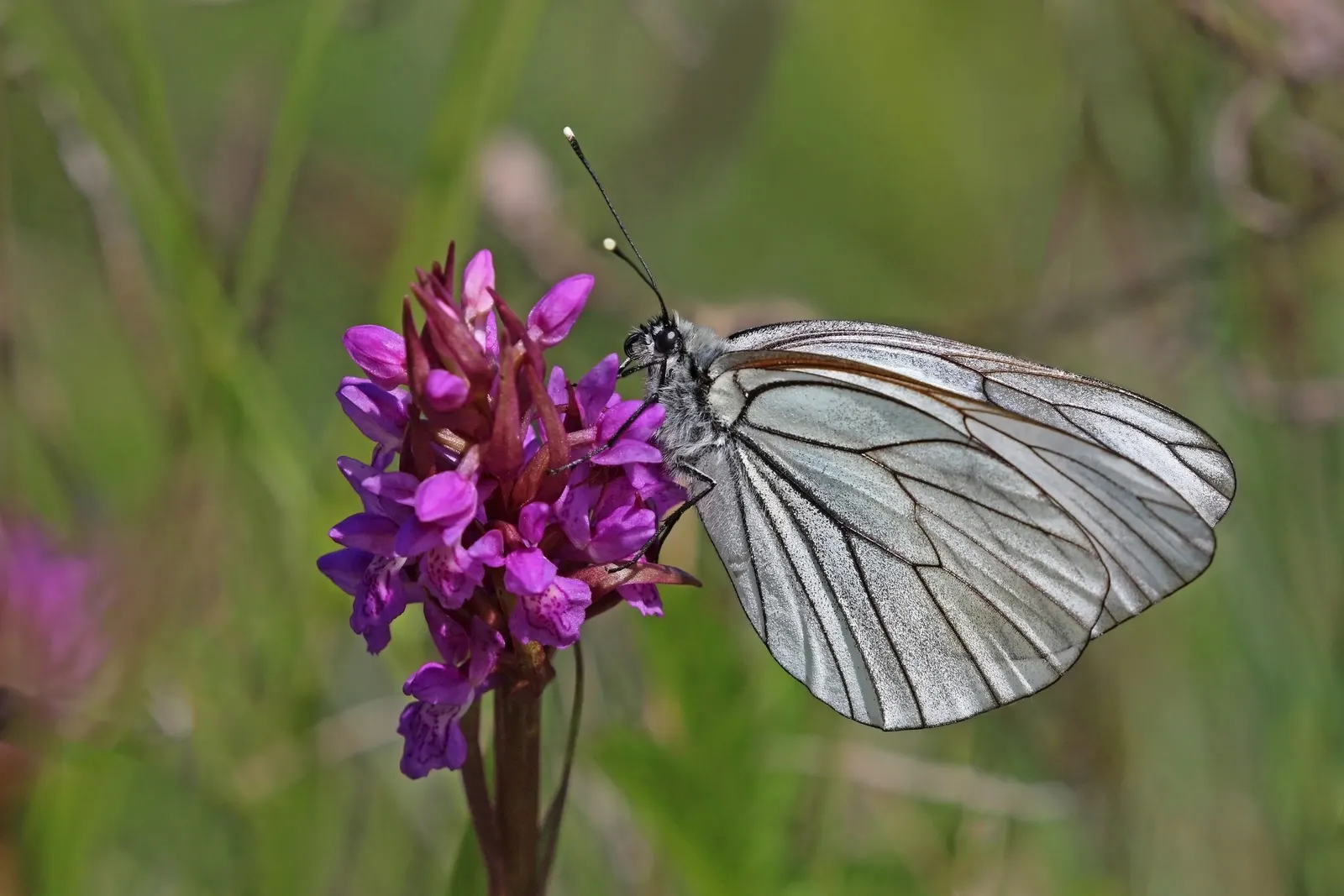White Butterfly Flower (Gaura Lindheimeri 'Stratosphere White') — making it a sustainable choice for water-conscious landscapes; these flowers, image 221