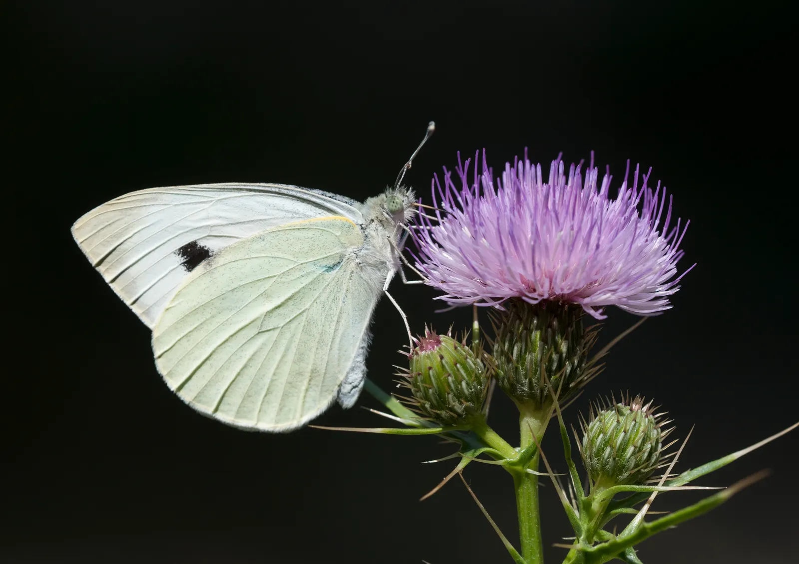 White Butterfly Flower (Gaura Lindheimeri 'Stratosphere White') — It prefers full sun but can tolerate partial shade, though the best blooming, image 118