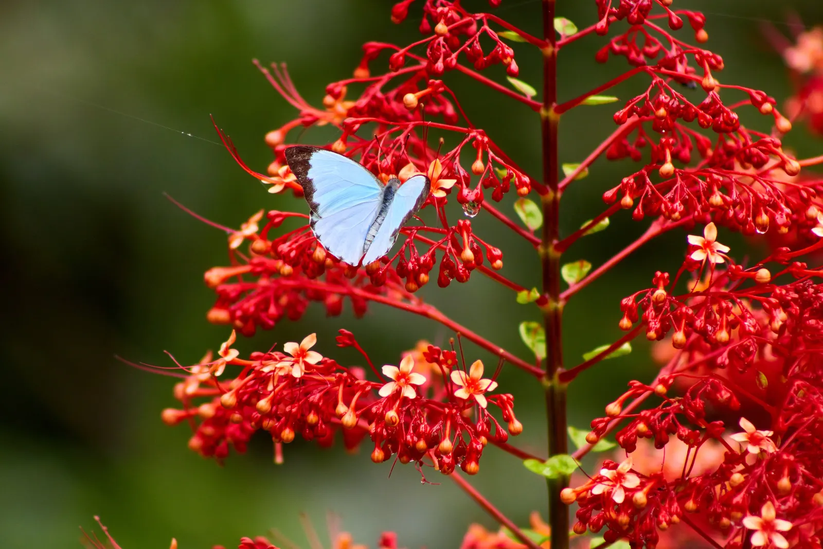 White Butterfly Flower (Gaura Lindheimeri 'Stratosphere White') — airy texture to any garden design; making it a sustainable choice for, image 188
