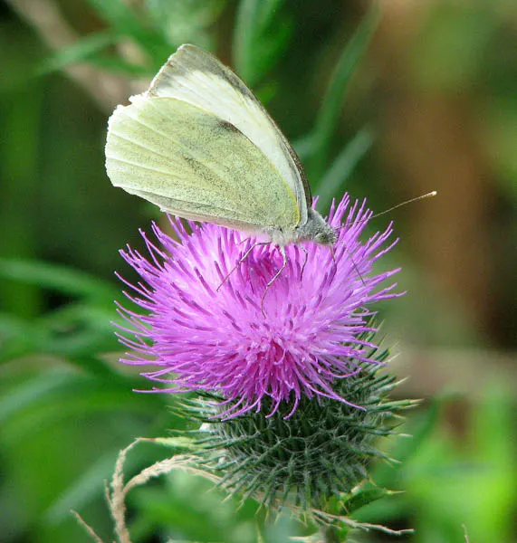 White Butterfly Flower (Gaura Lindheimeri 'Stratosphere White') — features delicate white blossoms resembling butterflies; erect stems reaching, image 132