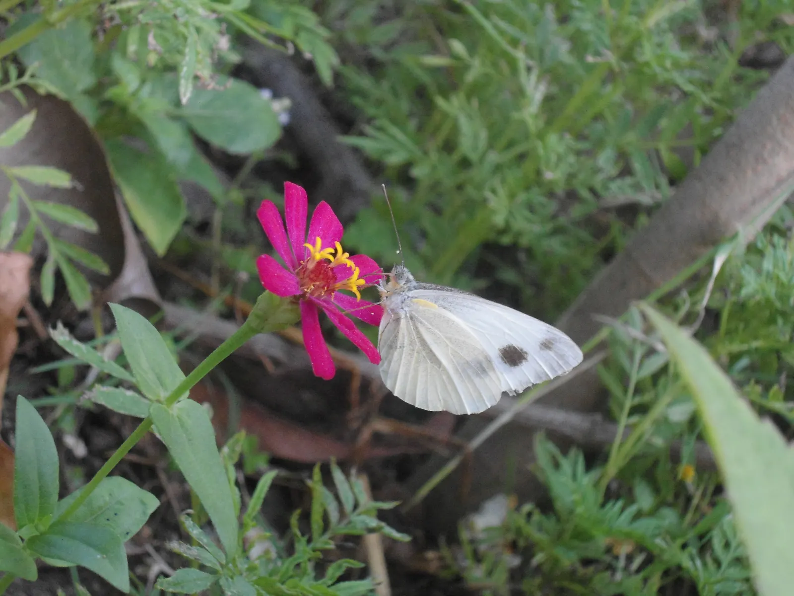 White Butterfly Flower (Gaura Lindheimeri 'Stratosphere White') — offering a long season of interest; and drought tolerance make it an excellent, image 120