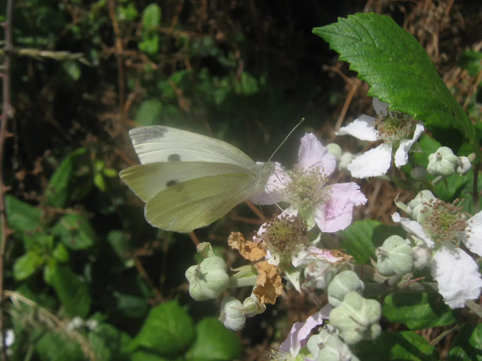 White Butterfly Flower (Gaura Lindheimeri 'Stratosphere White') — commonly referred to as the White Butterfly Flower; thereby supporting local, image 163