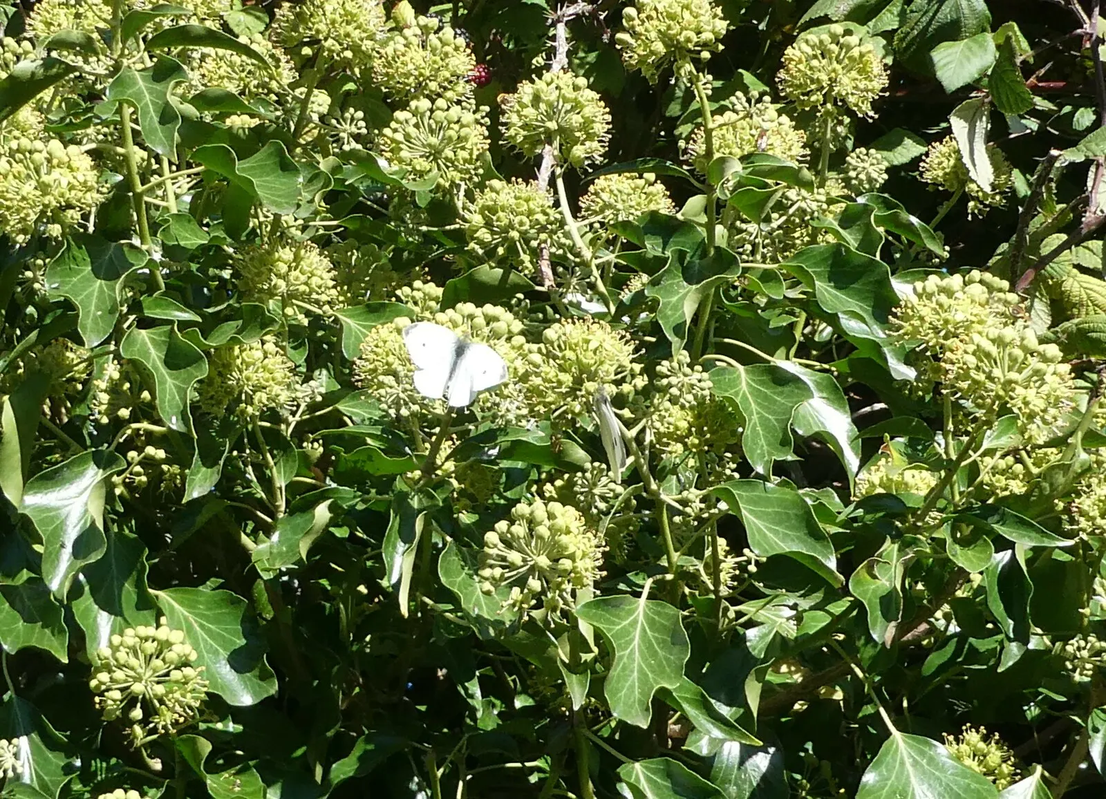 White Butterfly Flower (Gaura Lindheimeri 'Stratosphere White') — the White Butterfly Flower is remarkably drought-tolerant once established; this, image 194