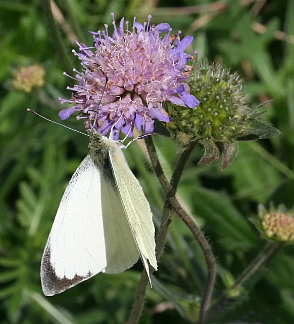 White Butterfly Flower (Gaura Lindheimeri 'Stratosphere White') — and drought tolerance make it an excellent choice for adding graceful movement, image 213