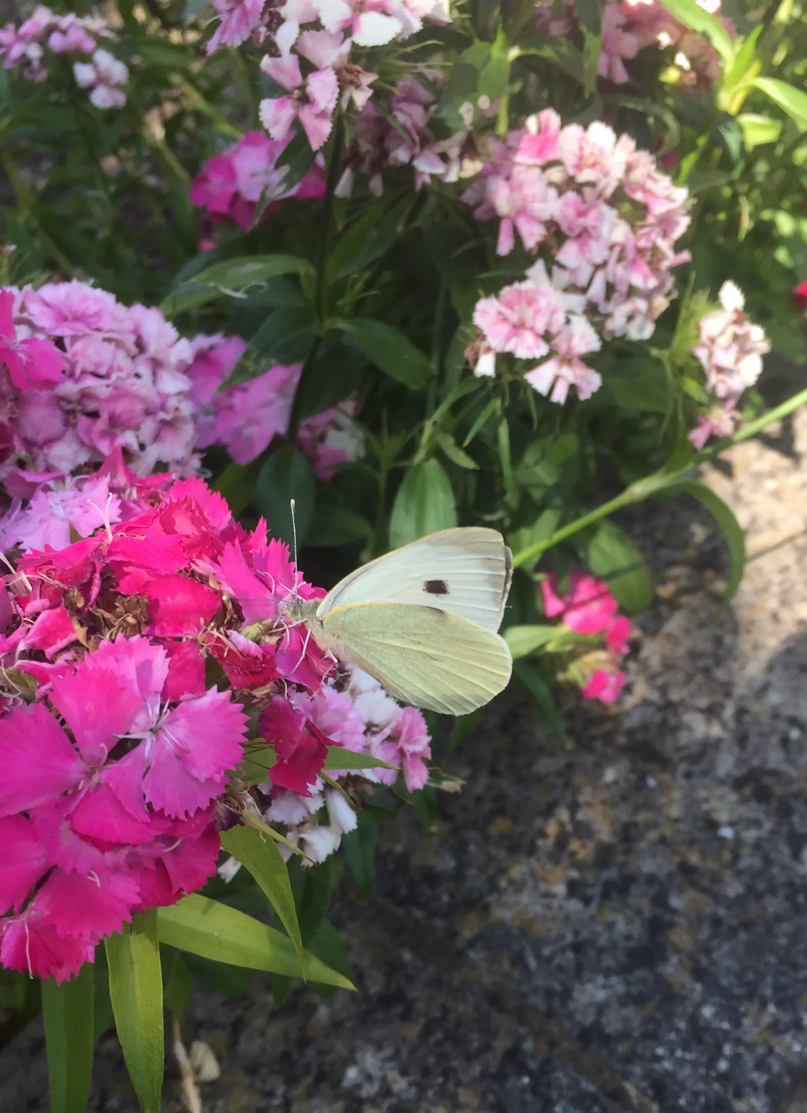 White Butterfly Flower (Gaura Lindheimeri 'Stratosphere White') — offering a long season of interest; and drought tolerance make it an excellent, image 224