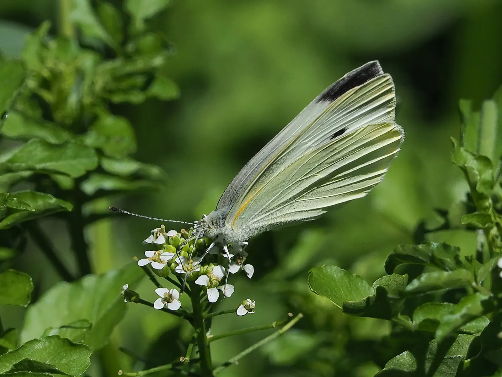 White Butterfly Flower (Gaura Lindheimeri 'Stratosphere White') — requiring minimal care beyond occasional deadheading to promote further, image 148