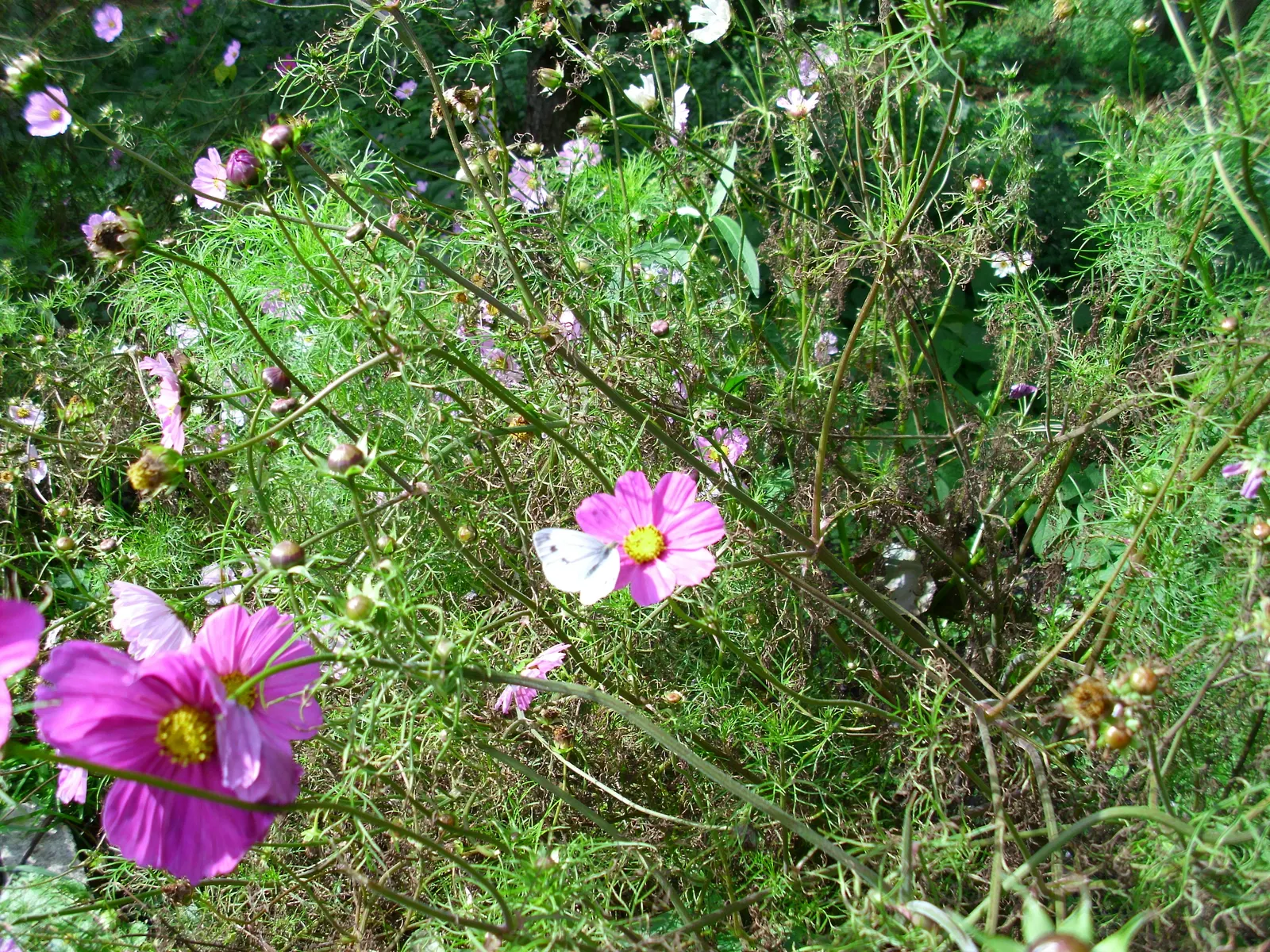 White Butterfly Flower (Gaura Lindheimeri 'Stratosphere White') — erect stems reaching heights of 2 to 3 feet with a spread of about 1 to 2 feet, image 193