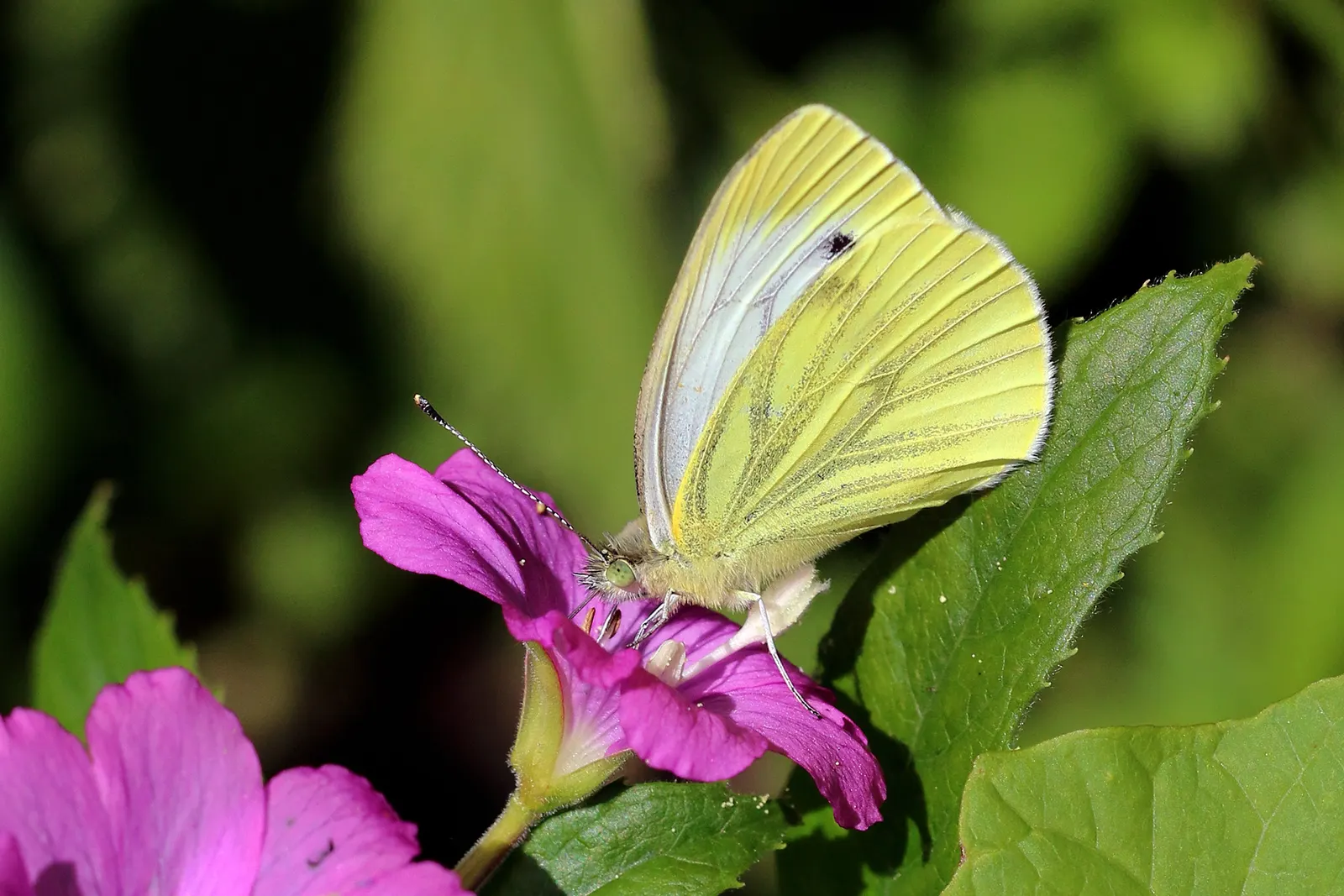 White Butterfly Flower (Gaura Lindheimeri 'Stratosphere White') — these flowers float above slender; well-draining soil is essential to prevent, image 218