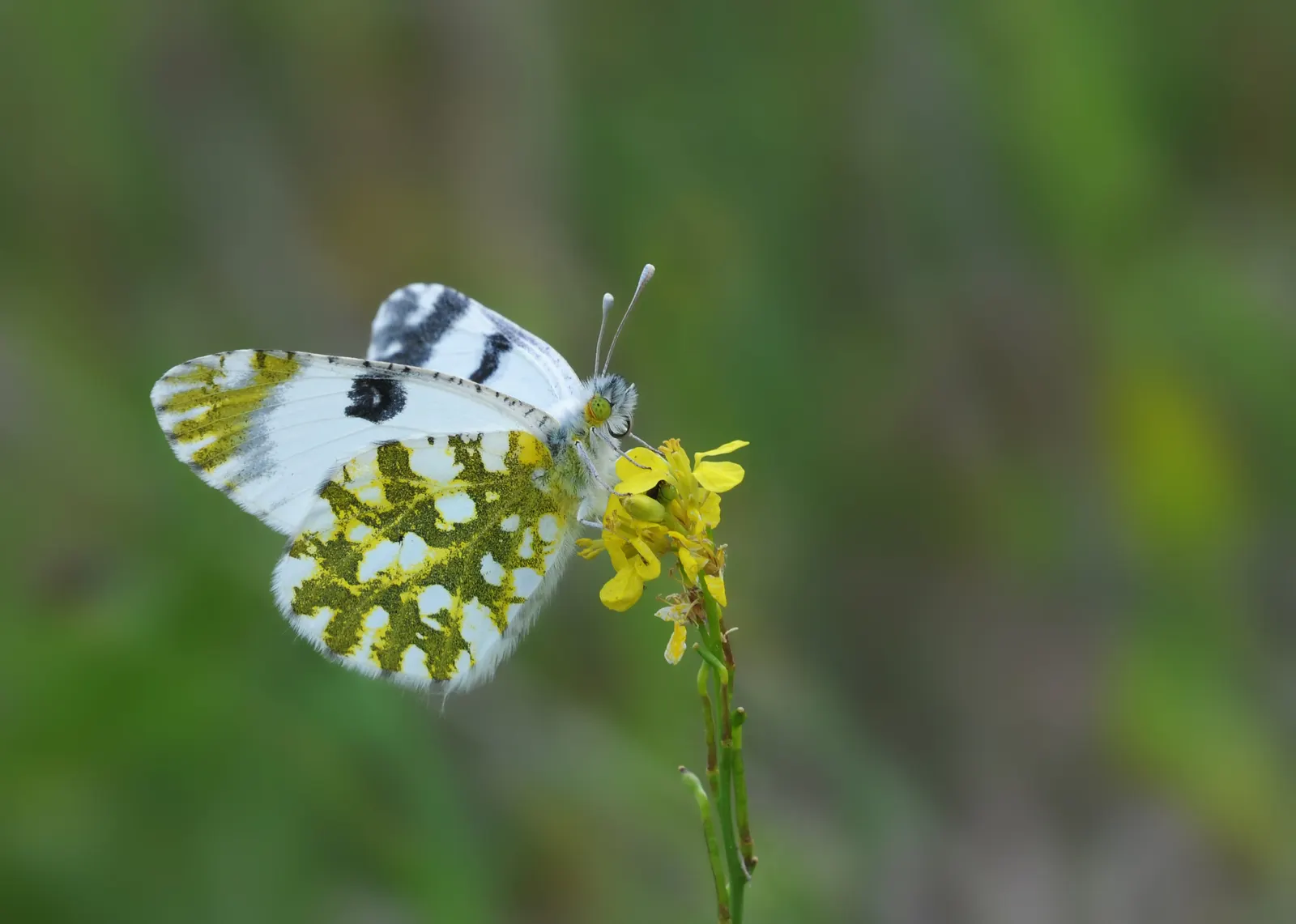 White Butterfly Flower (Gaura Lindheimeri 'Stratosphere White') — Its wispiness adds movement to the landscape, creating a dynamic and captivating, image 231