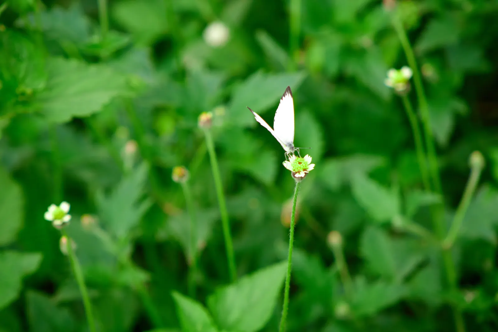 White Butterfly Flower (Gaura Lindheimeri 'Stratosphere White') — Its low-maintenance disposition is perfect for a busy client; the White Butterfly, image 173