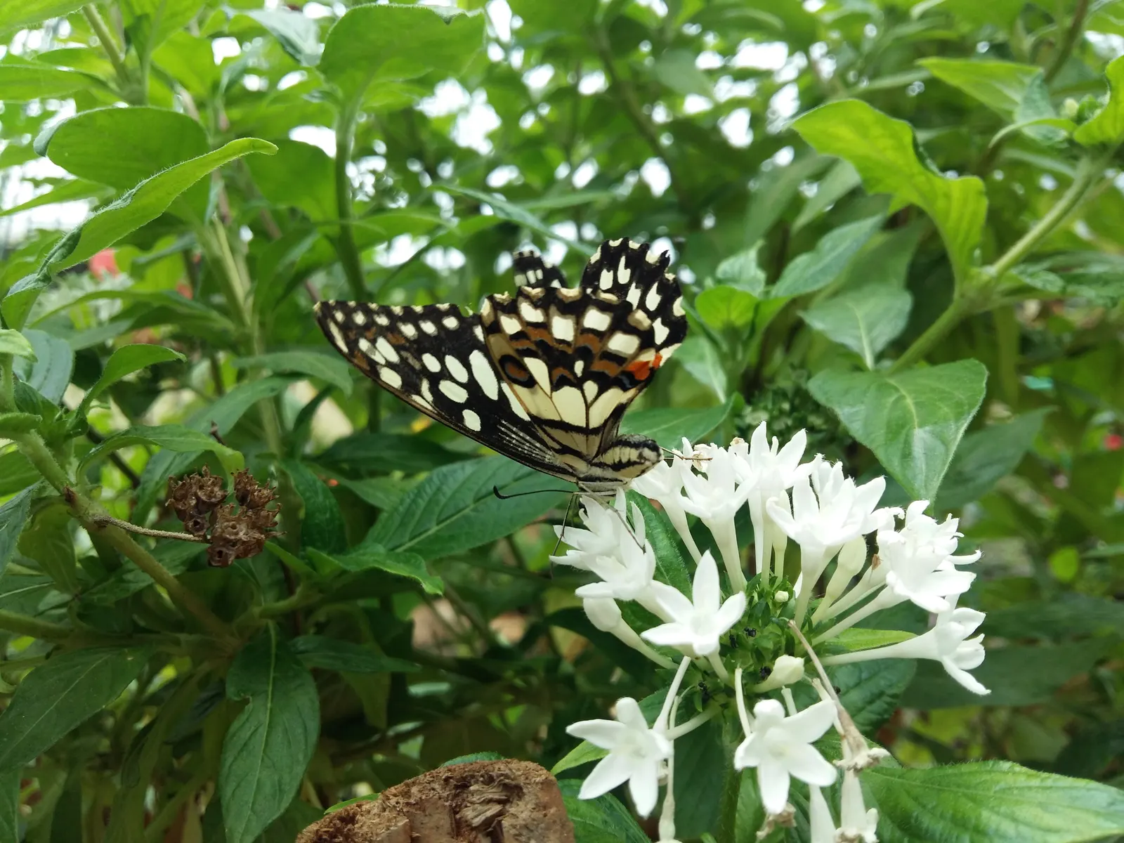 White Butterfly Flower (Gaura Lindheimeri 'Stratosphere White') — Boasting delicate white blossoms that resemble the wings of a butterfly; is an, image 165