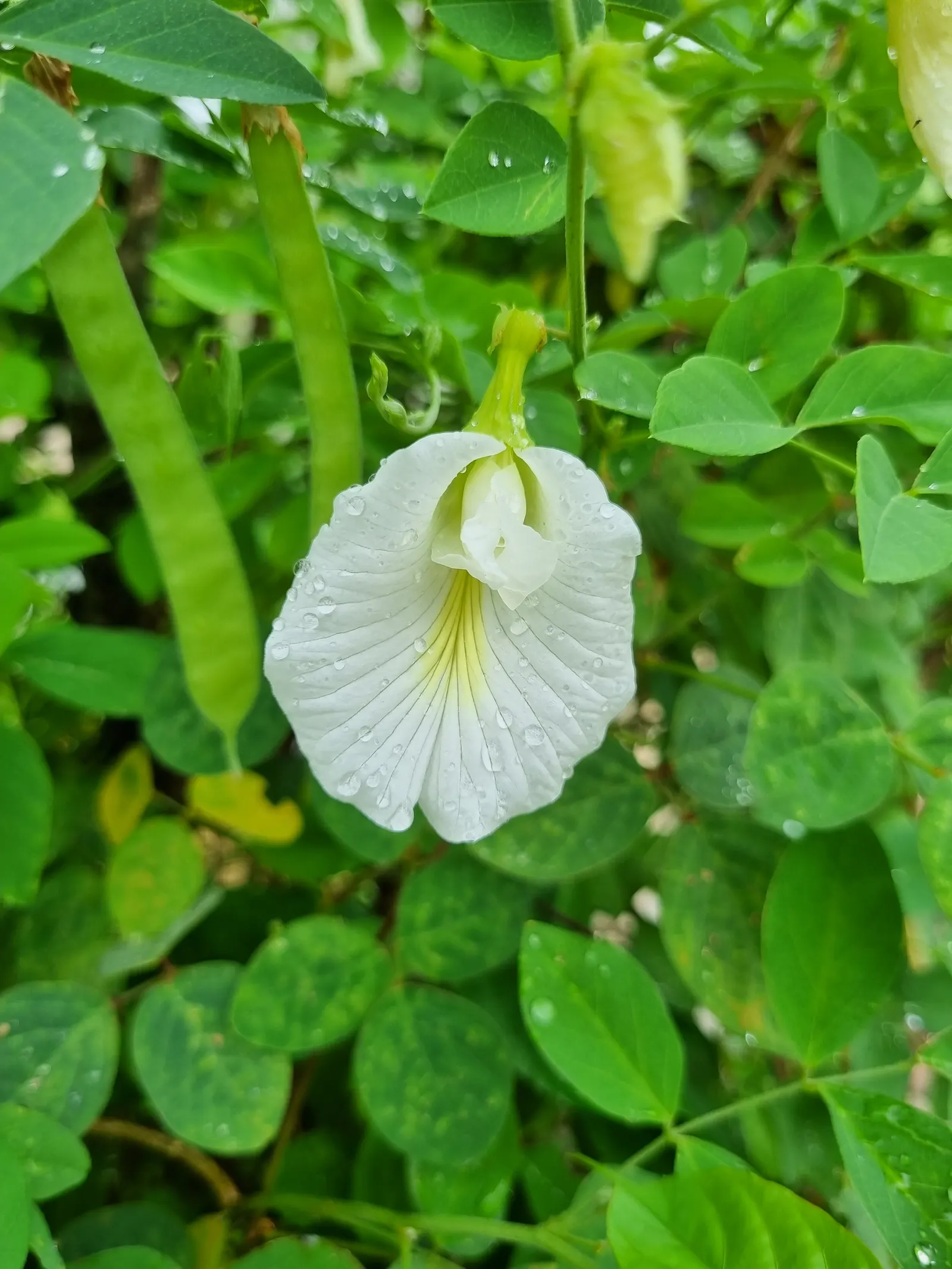 White Butterfly Flower (Gaura Lindheimeri 'Stratosphere White') — commonly known as White Butterfly Flower; full sun and well-draining soil are, image 131