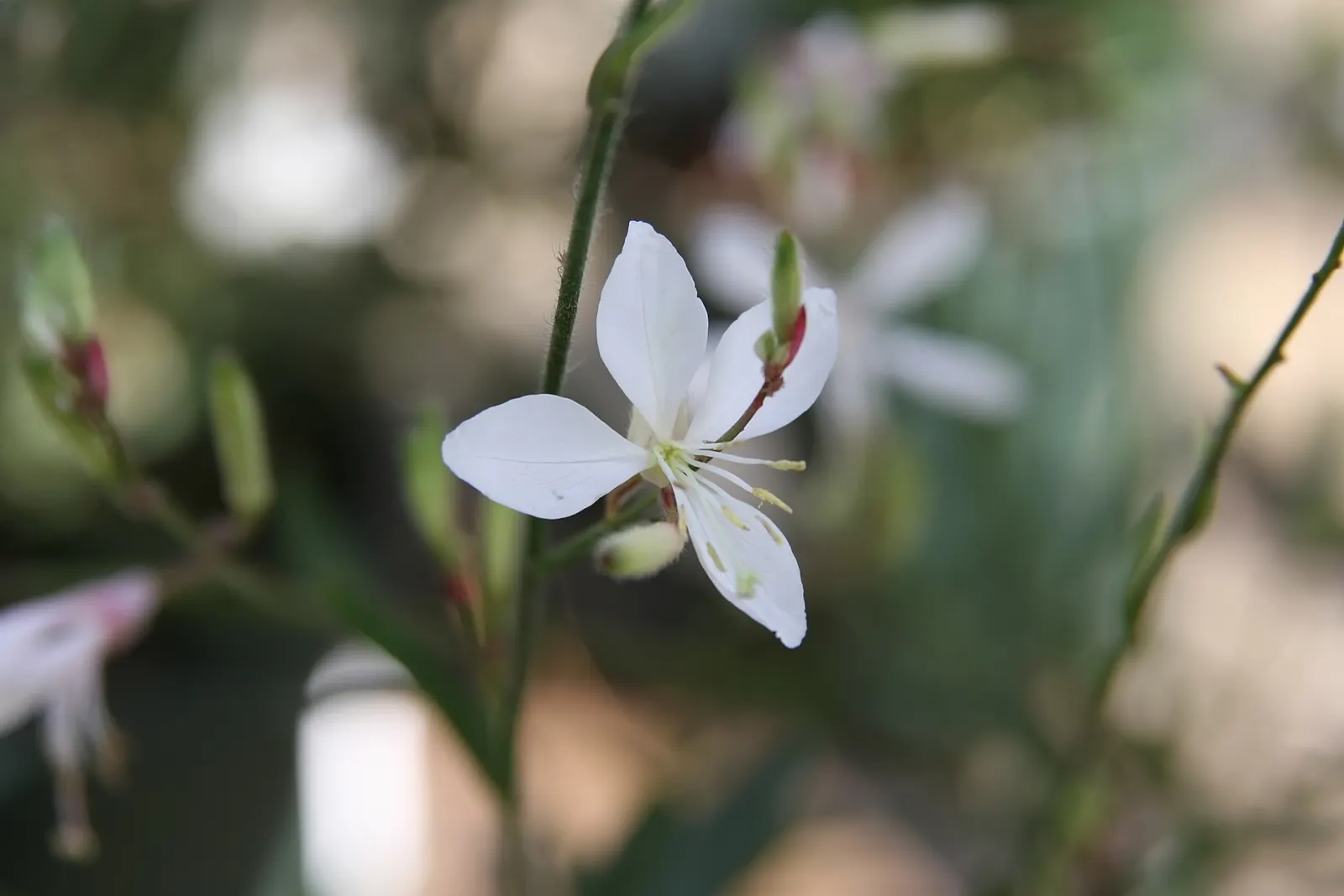 White Butterfly Flower (Gaura Lindheimeri 'Stratosphere White') — white flowers in the garden; boasting delicate white blossoms that resemble the, image 206