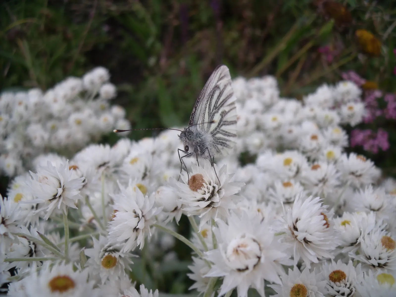 White Butterfly Flower (Gaura Lindheimeri 'Stratosphere White') — plant in groups or drifts; it prefers full sun but can tolerate partial shade, image 177