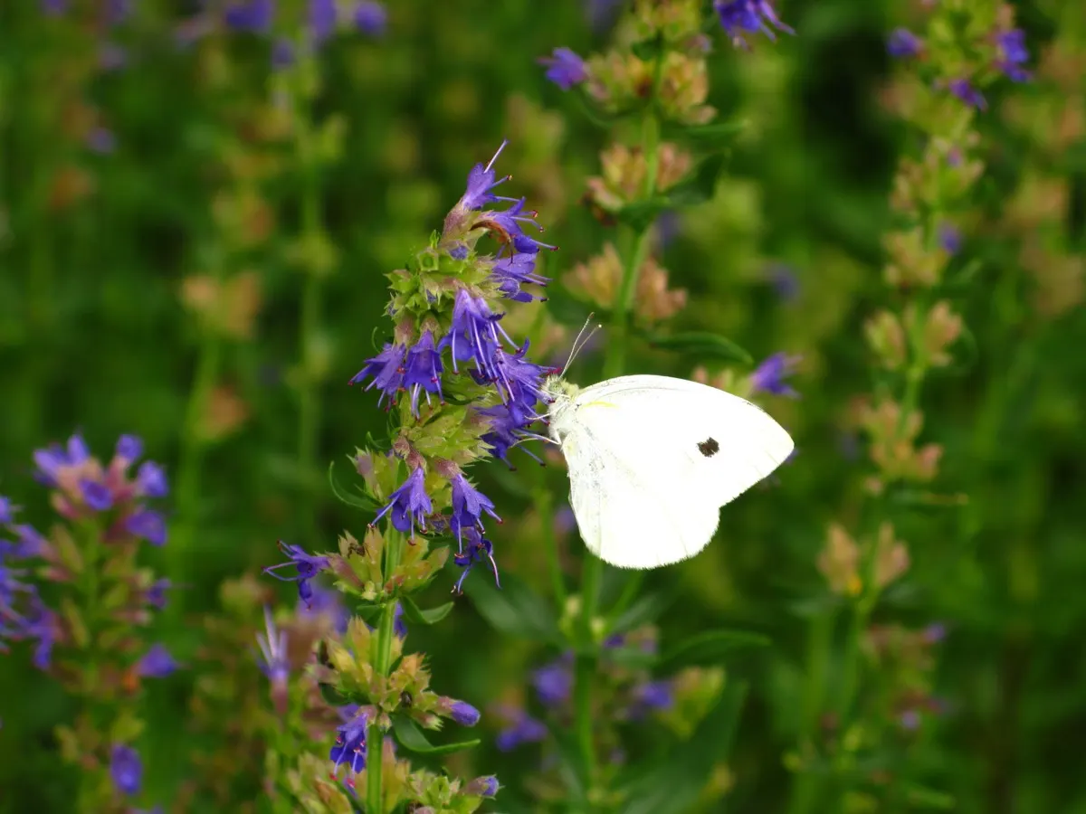 White Butterfly Flower (Gaura Lindheimeri 'Stratosphere White') — perennial with white blooms; offering a long season of interest, image 207