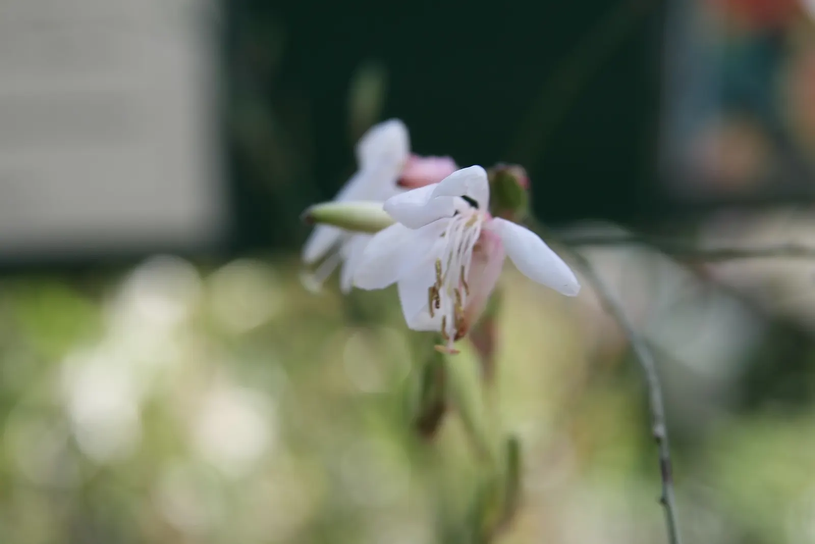 White Butterfly Flower (Gaura Lindheimeri 'Stratosphere White') — Boasting delicate white blossoms that resemble the wings of a butterfly; is an, image 217