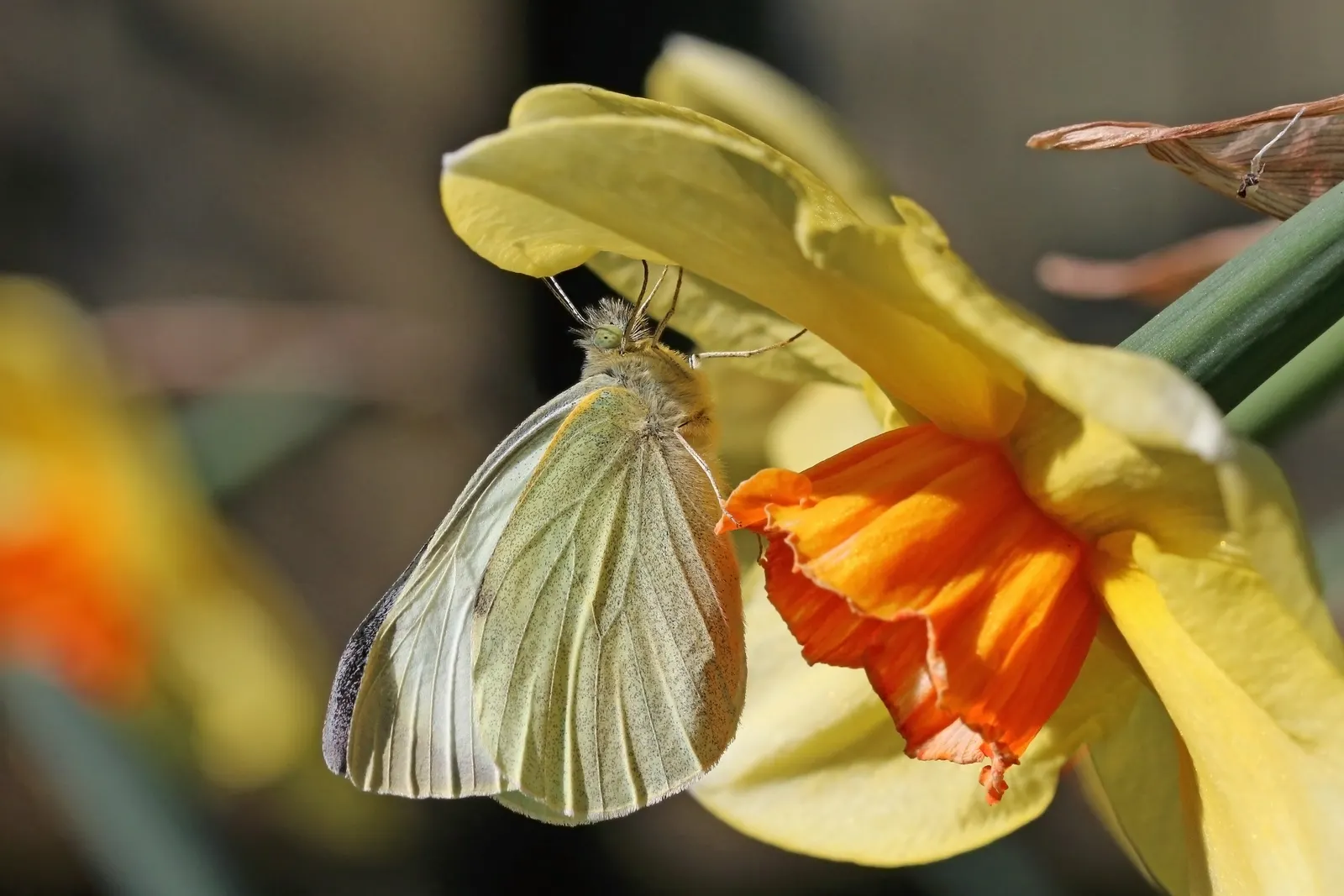 White Butterfly Flower (Gaura Lindheimeri 'Stratosphere White') — is an elegant and airy perennial that brings a graceful charm to any garden, image 216