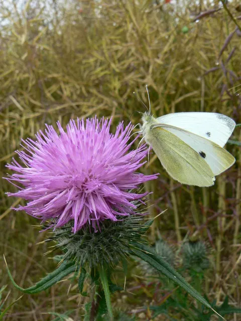 White Butterfly Flower (Gaura Lindheimeri 'Stratosphere White') — Its wispiness adds movement to the landscape, creating a dynamic and captivating, image 127