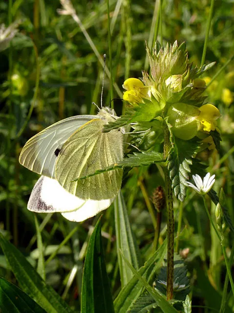 White Butterfly Flower (Gaura Lindheimeri 'Stratosphere White') — It prefers full sun but can tolerate partial shade, though the best blooming, image 196