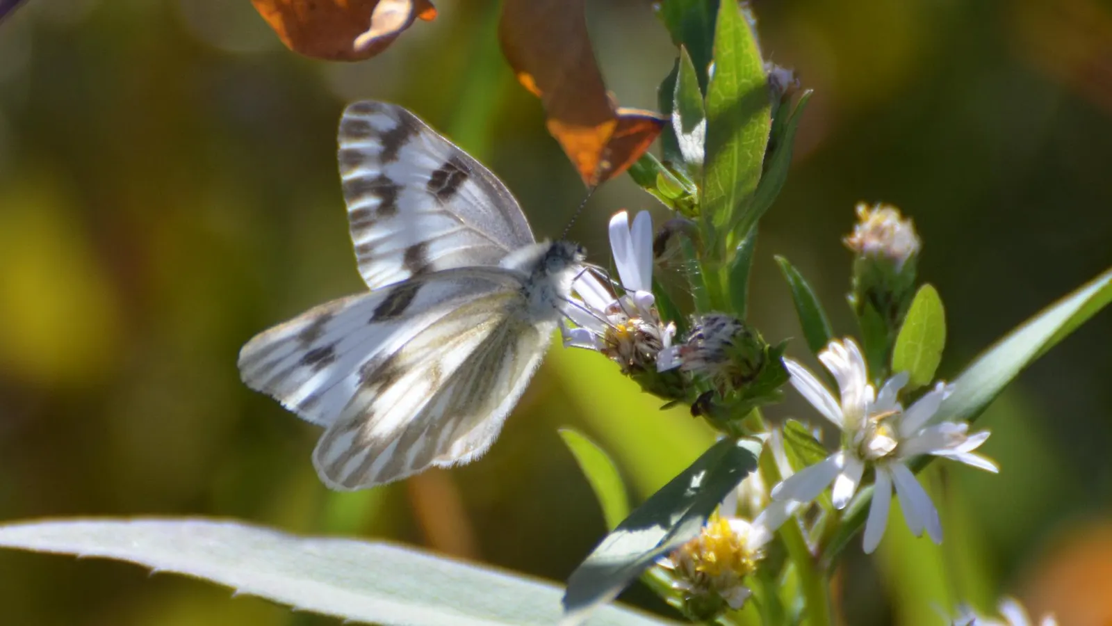 White Butterfly Flower (Gaura Lindheimeri 'Stratosphere White') — Its low-maintenance disposition is perfect for a busy client; the White Butterfly, image 147