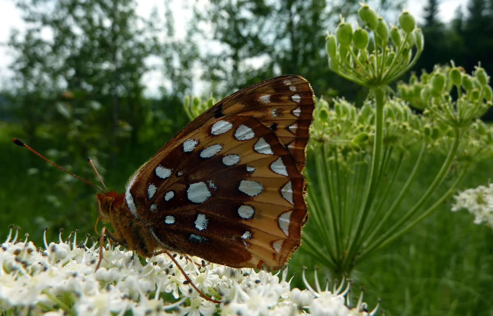 White Butterfly Flower (Gaura Lindheimeri 'Stratosphere White') — these flowers float above slender; well-draining soil is essential to prevent, image 192