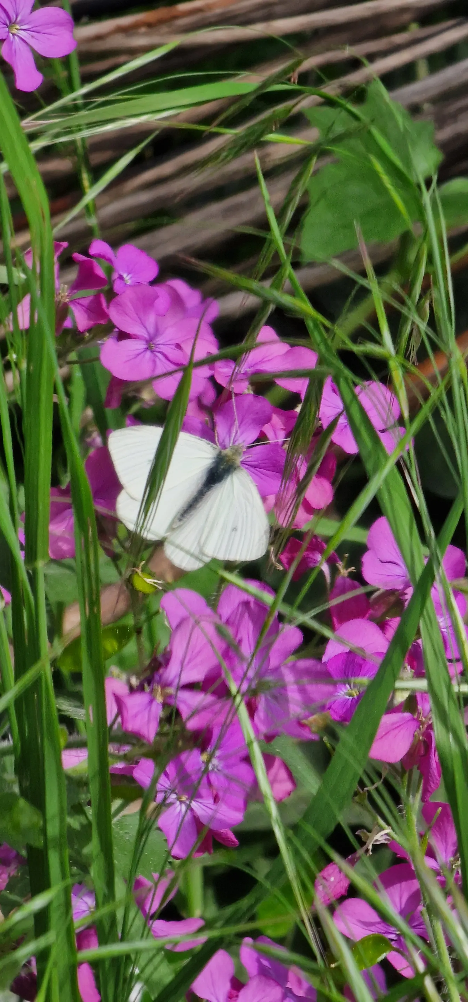 White Butterfly Flower (Gaura Lindheimeri 'Stratosphere White') — plant in groups or drifts; it prefers full sun but can tolerate partial shade, image 229