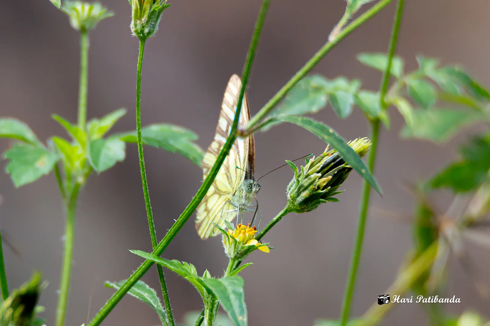 White Butterfly Flower (Gaura Lindheimeri 'Stratosphere White') — commonly referred to as the White Butterfly Flower; thereby supporting local, image 137