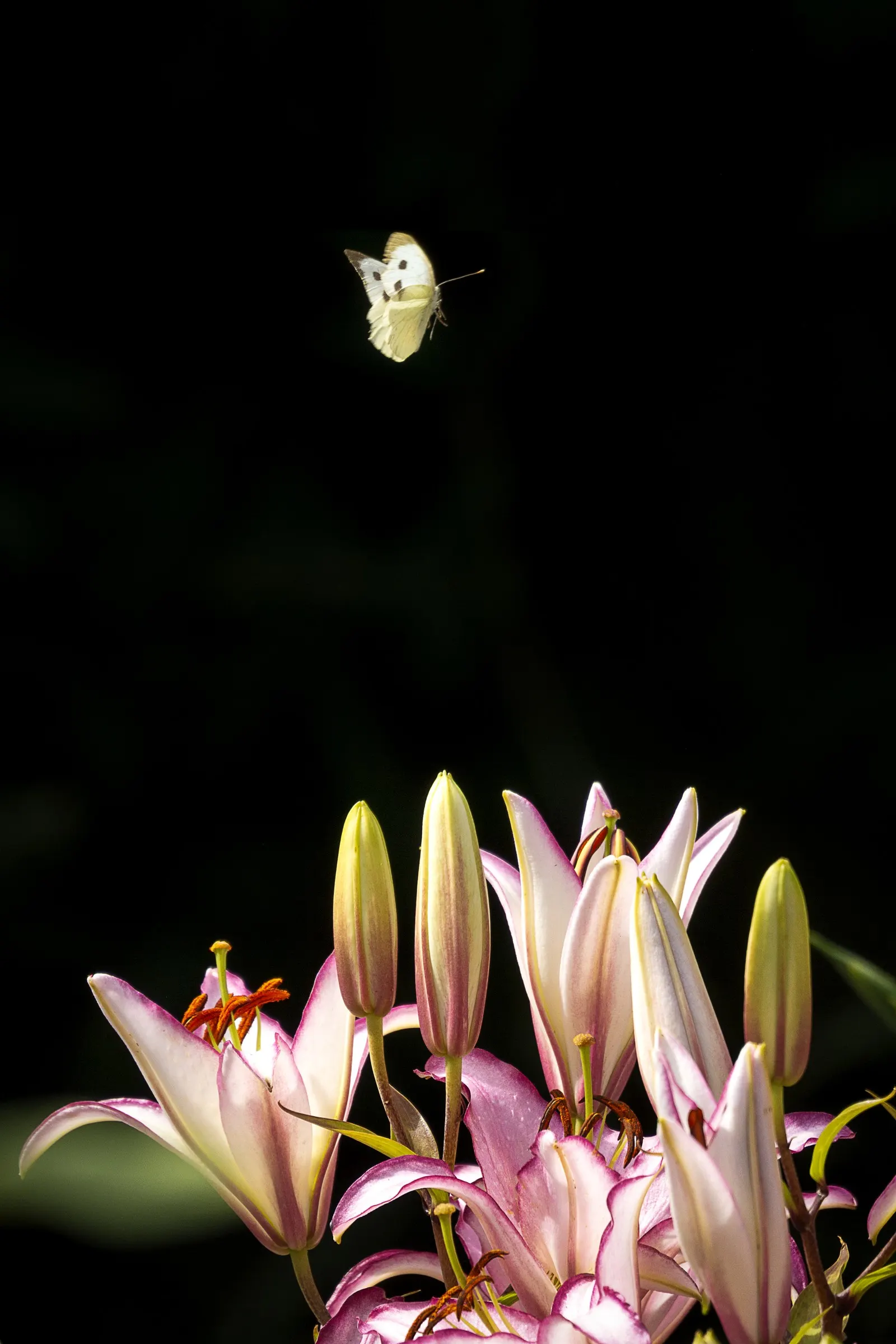 White Butterfly Flower (Gaura Lindheimeri 'Stratosphere White') — it is both deer-resistant and attractive to pollinators such as bees and, image 201