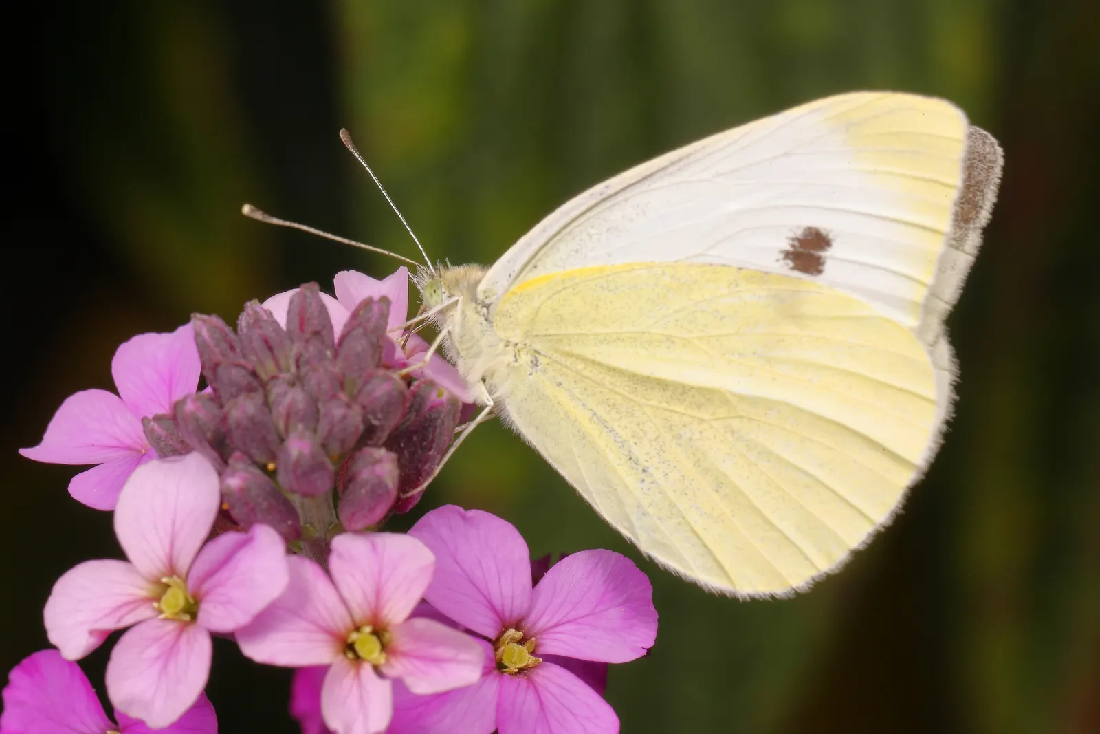 White Butterfly Flower (Gaura Lindheimeri 'Stratosphere White') — and consider pairing with contrasting colors and textures like purple coneflower, image 178