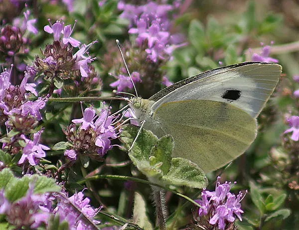 White Butterfly Flower (Gaura Lindheimeri 'Stratosphere White') — thereby supporting local ecosystems.<br><br>For maximum impact; commonly referred, image 150