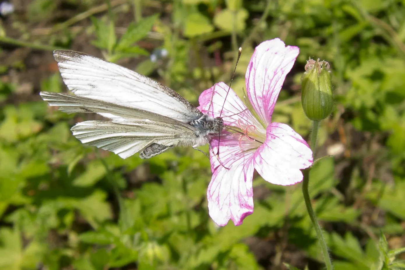 White Butterfly Flower (Gaura Lindheimeri 'Stratosphere White') — erect stems reaching heights of 2 to 3 feet with a spread of about 1 to 2 feet, image 167