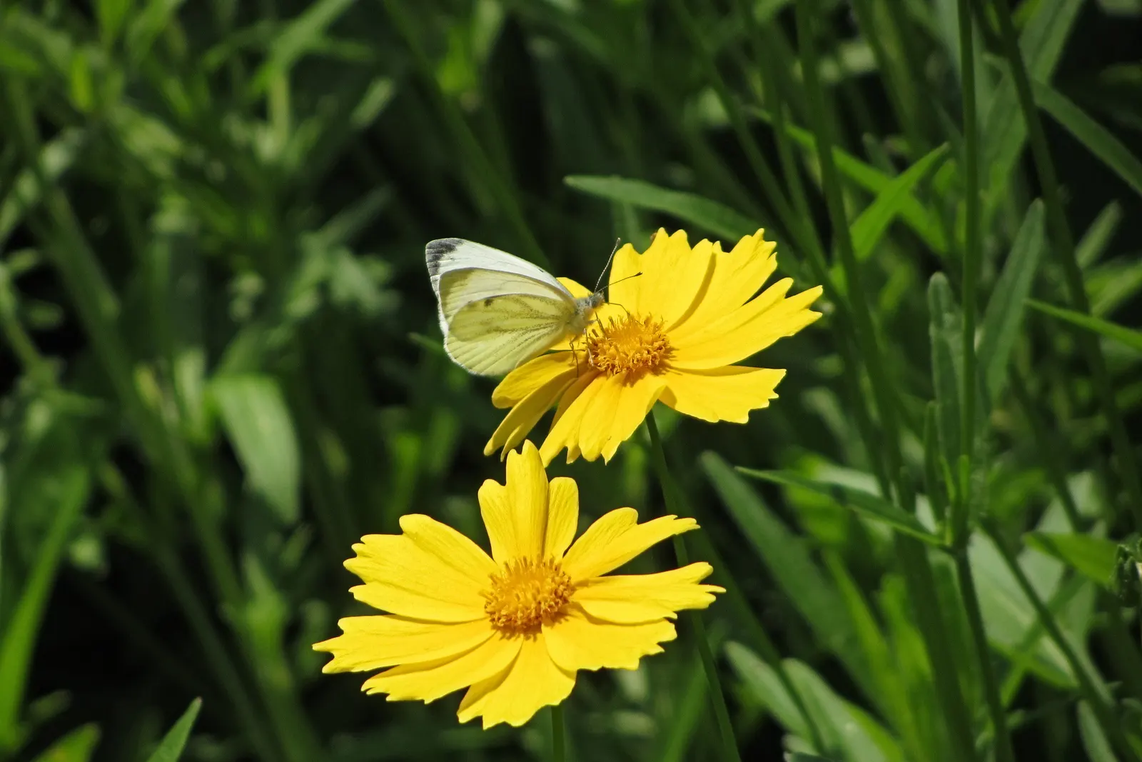 White Butterfly Flower (Gaura Lindheimeri 'Stratosphere White') — commonly referred to as the White Butterfly Flower; thereby supporting local, image 111
