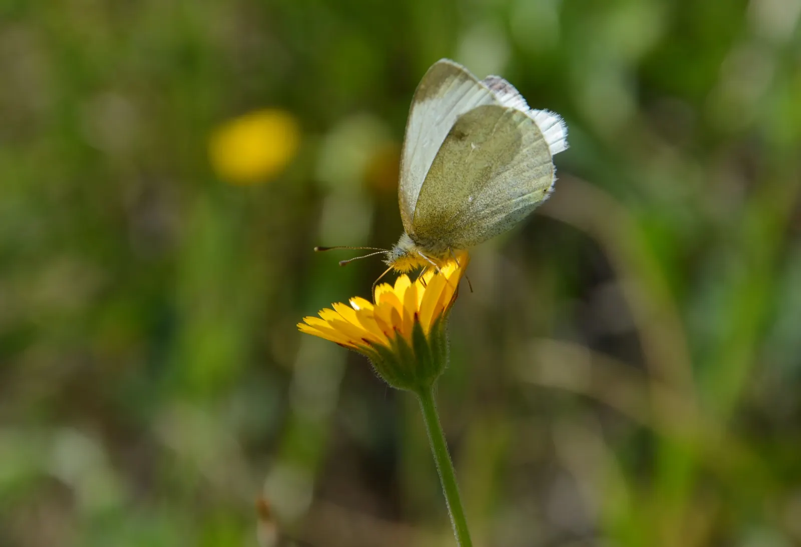 White Butterfly Flower (Gaura Lindheimeri 'Stratosphere White') — making it a sustainable choice for water-conscious landscapes; these flowers, image 169
