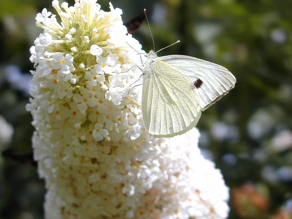 White Butterfly Flower (Gaura Lindheimeri 'Stratosphere White') — perennial for full; its wispiness adds movement to the landscape, creating a, image 182