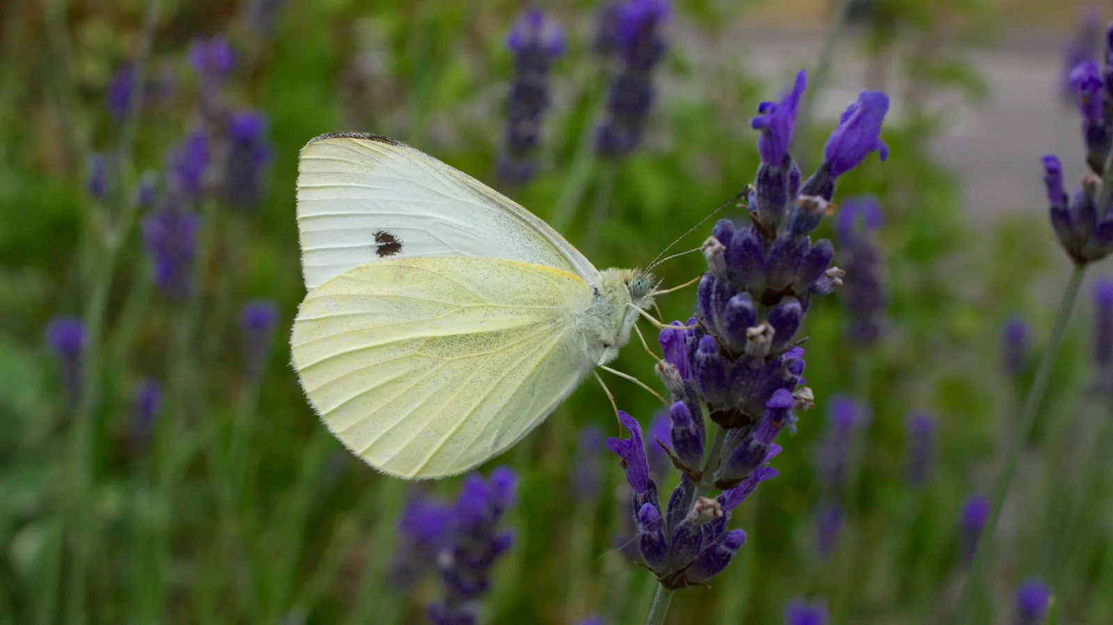 White Butterfly Flower (Gaura Lindheimeri 'Stratosphere White') — white flowers in the garden; boasting delicate white blossoms that resemble the, image 128