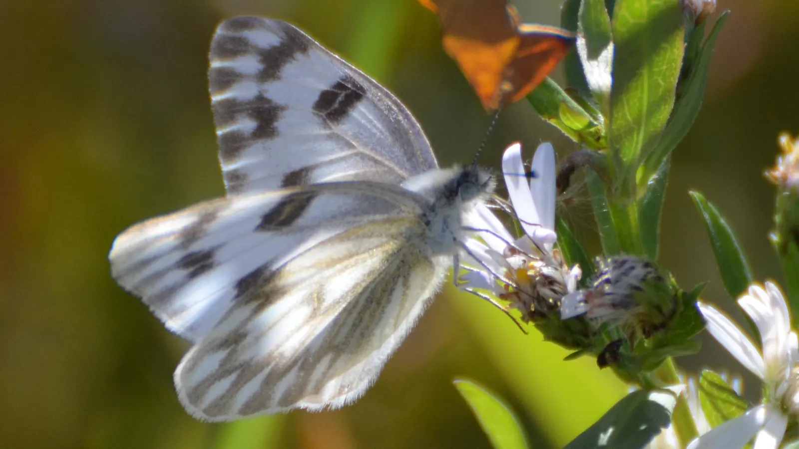White Butterfly Flower (Gaura Lindheimeri 'Stratosphere White') — is an elegant and airy perennial that brings a graceful charm to any garden, image 164