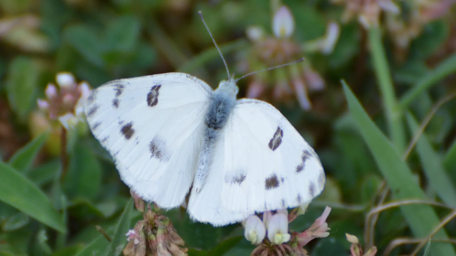 White Butterfly Flower (Gaura Lindheimeri 'Stratosphere White') — the White Butterfly Flower is remarkably drought-tolerant once established; this, image 142