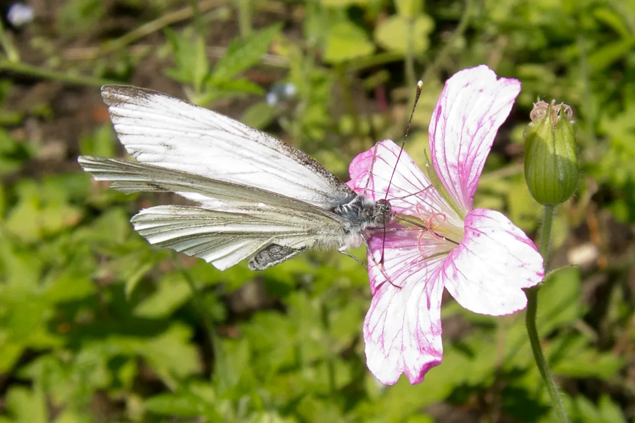 White Butterfly Flower (Gaura Lindheimeri 'Stratosphere White') — it is both deer-resistant and attractive to pollinators such as bees and, image 175